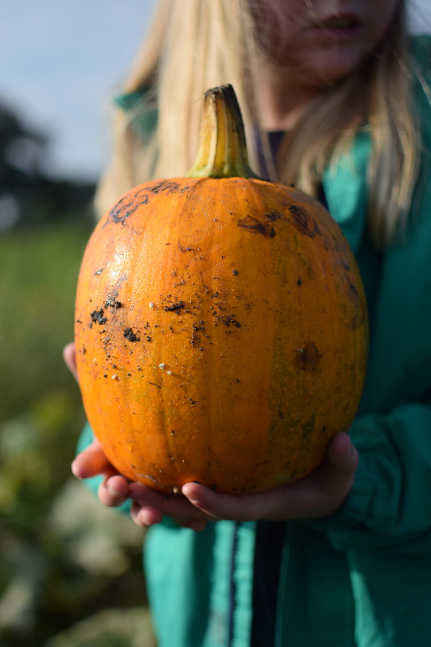 Big orange pumpkin at The Creepy Little Cow Shed