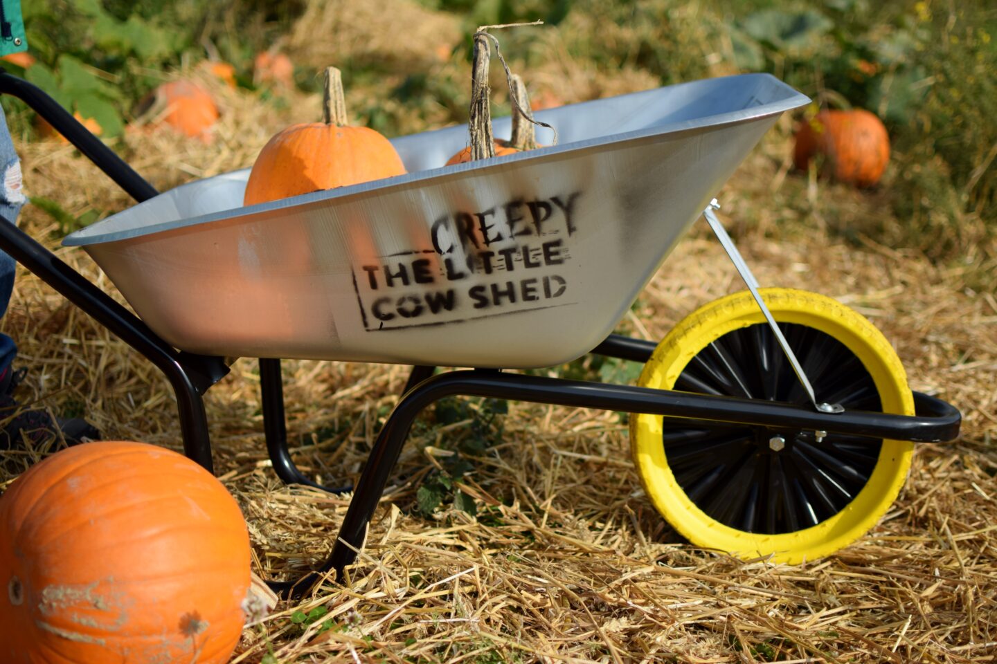 The Creepy Little Cow Shed wheelbarrows