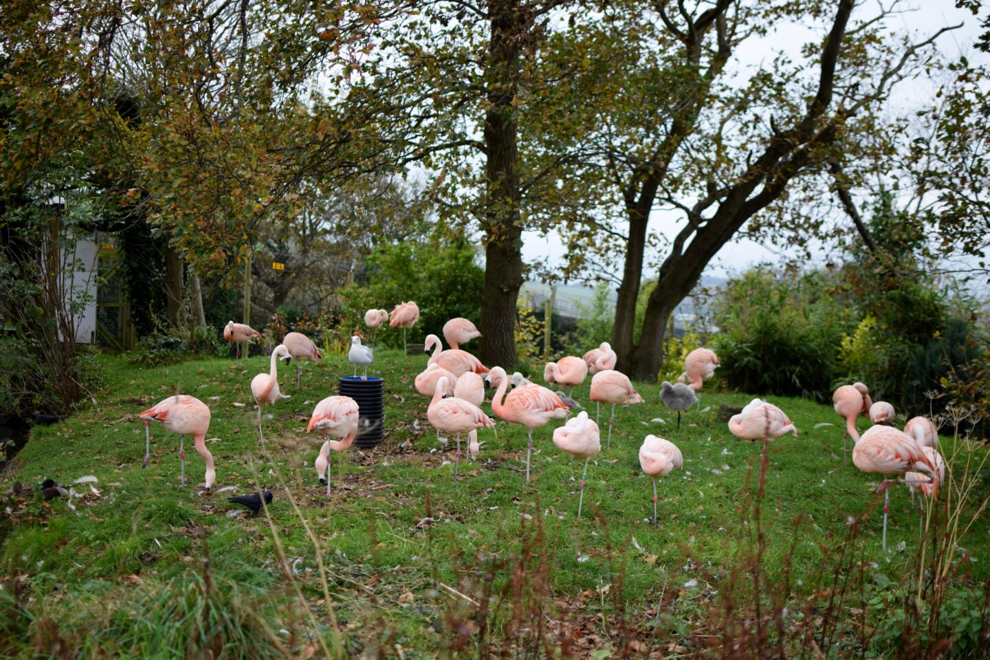 Flamingos at The Welsh Mountain Zoo