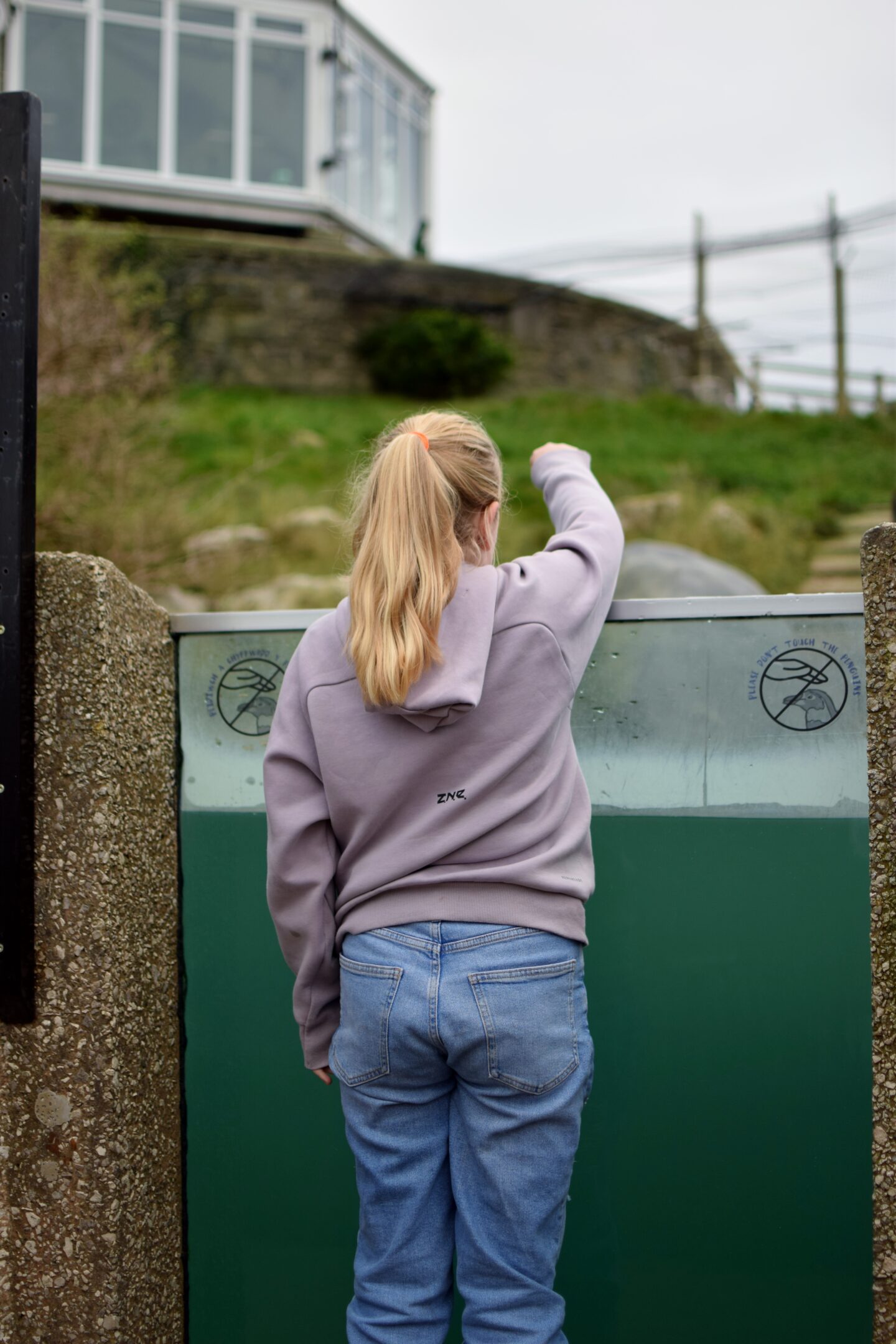 Amy watching the penguins at The Welsh Mountain Zoo
