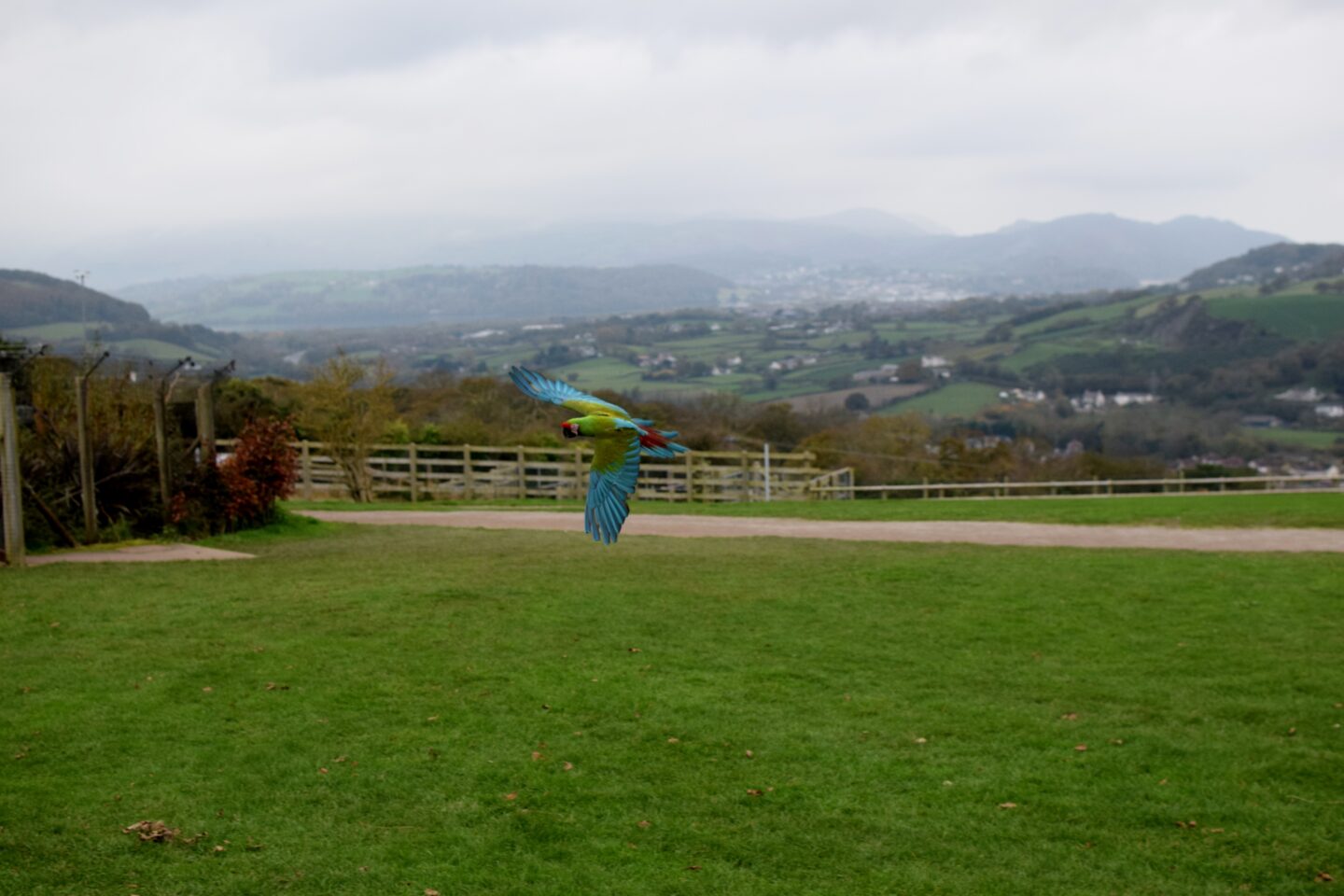 Macaw during flying display at The Welsh Mountain Zoo