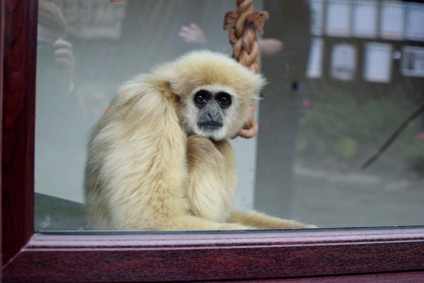 Gibbon at The Welsh Mountain Zoo