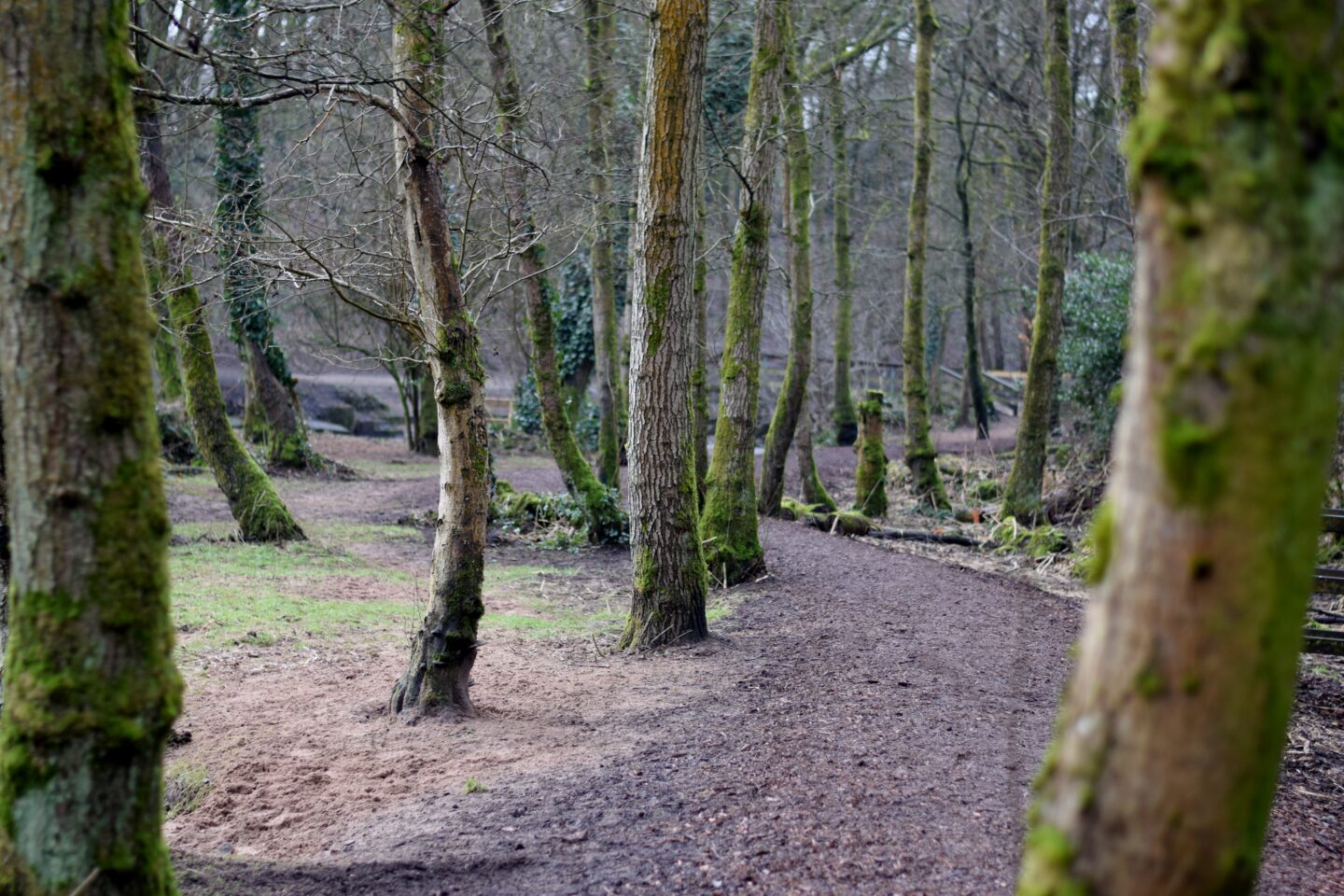 Woodland walking trail at Chadderton Hall Park