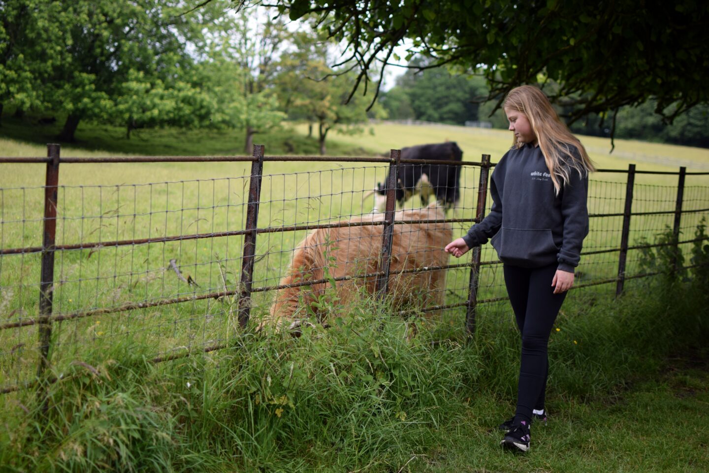 Amy with a highland cow calf in Heaton Park