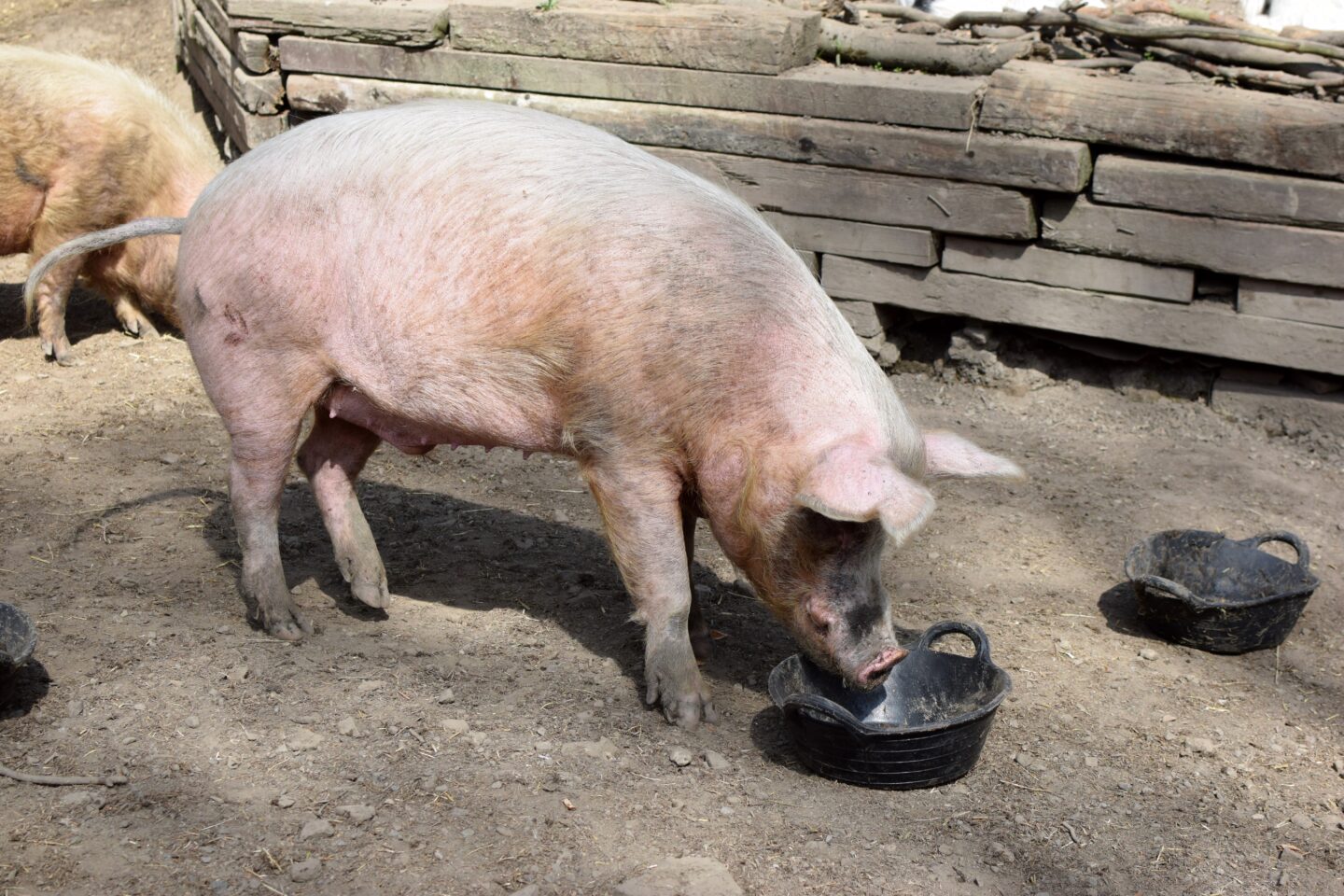 Pig finishing his breakfast at Pigs in the Wood
