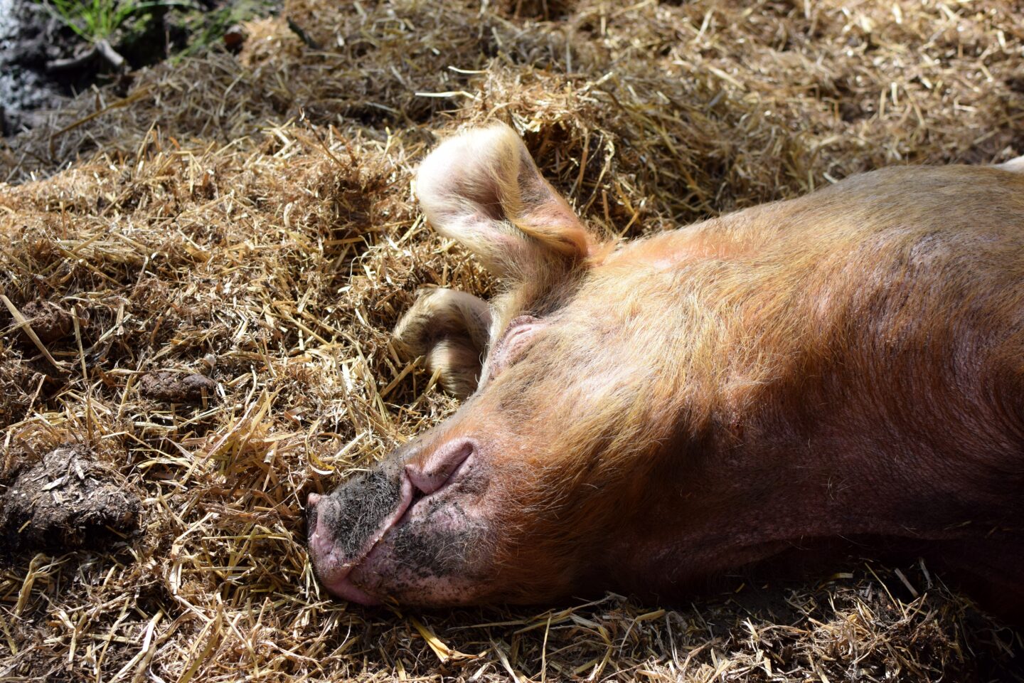 Ruby pig basking in the sun at Pigs in the Wood