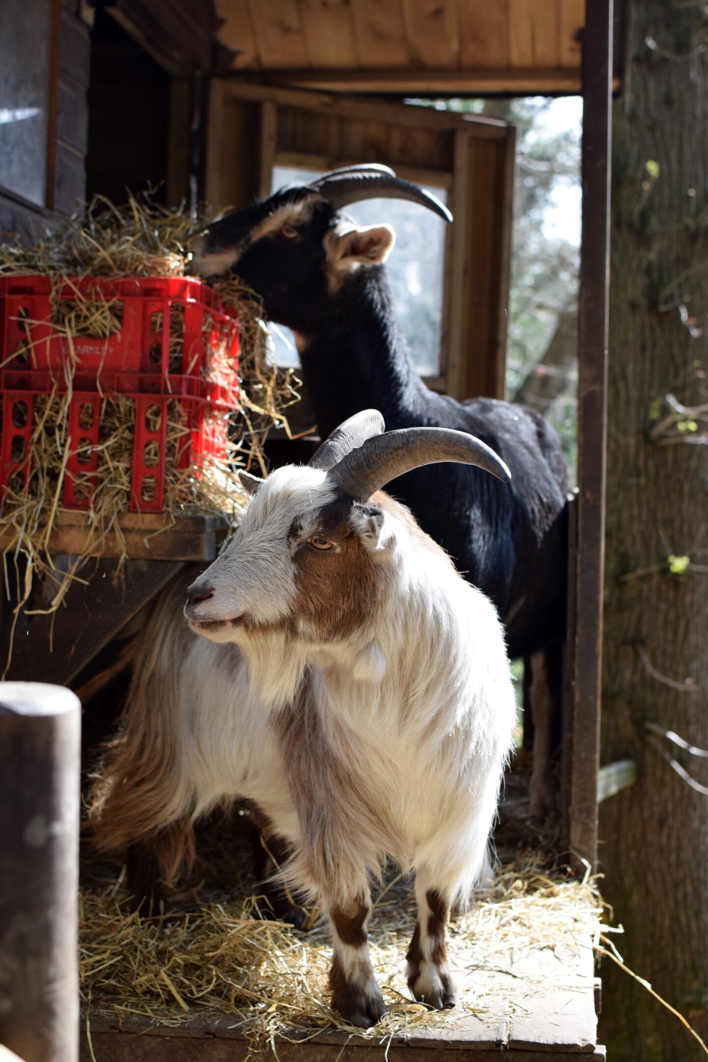 Rescue goats at Pigs in the Wood