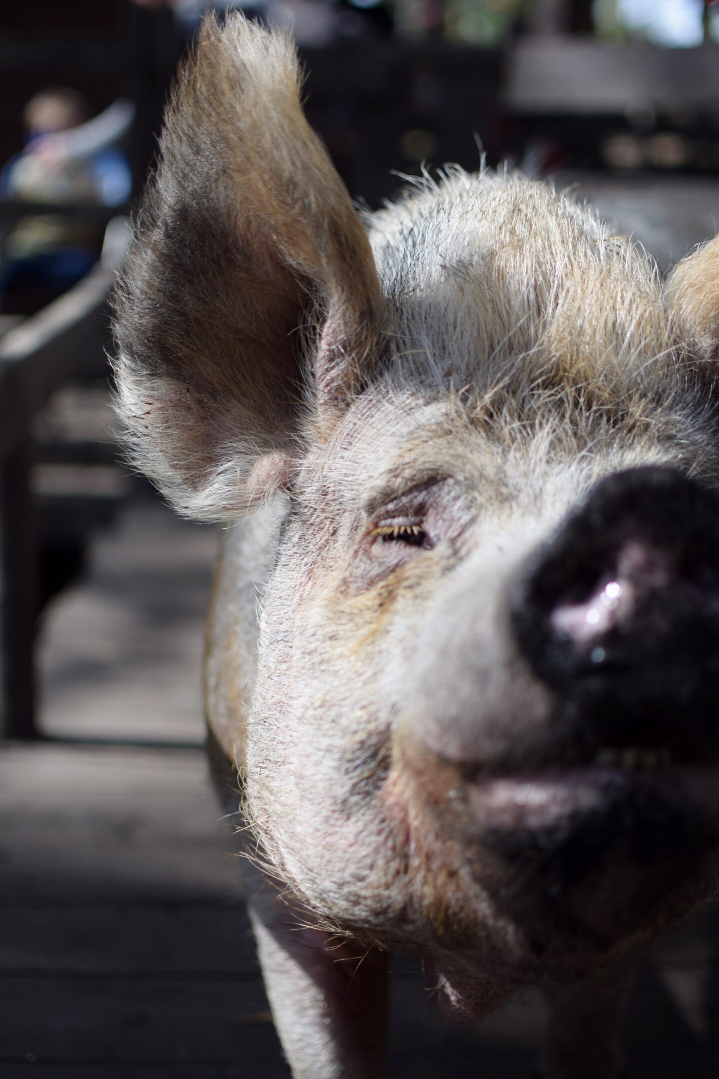 Rescue Pig looking at the camera