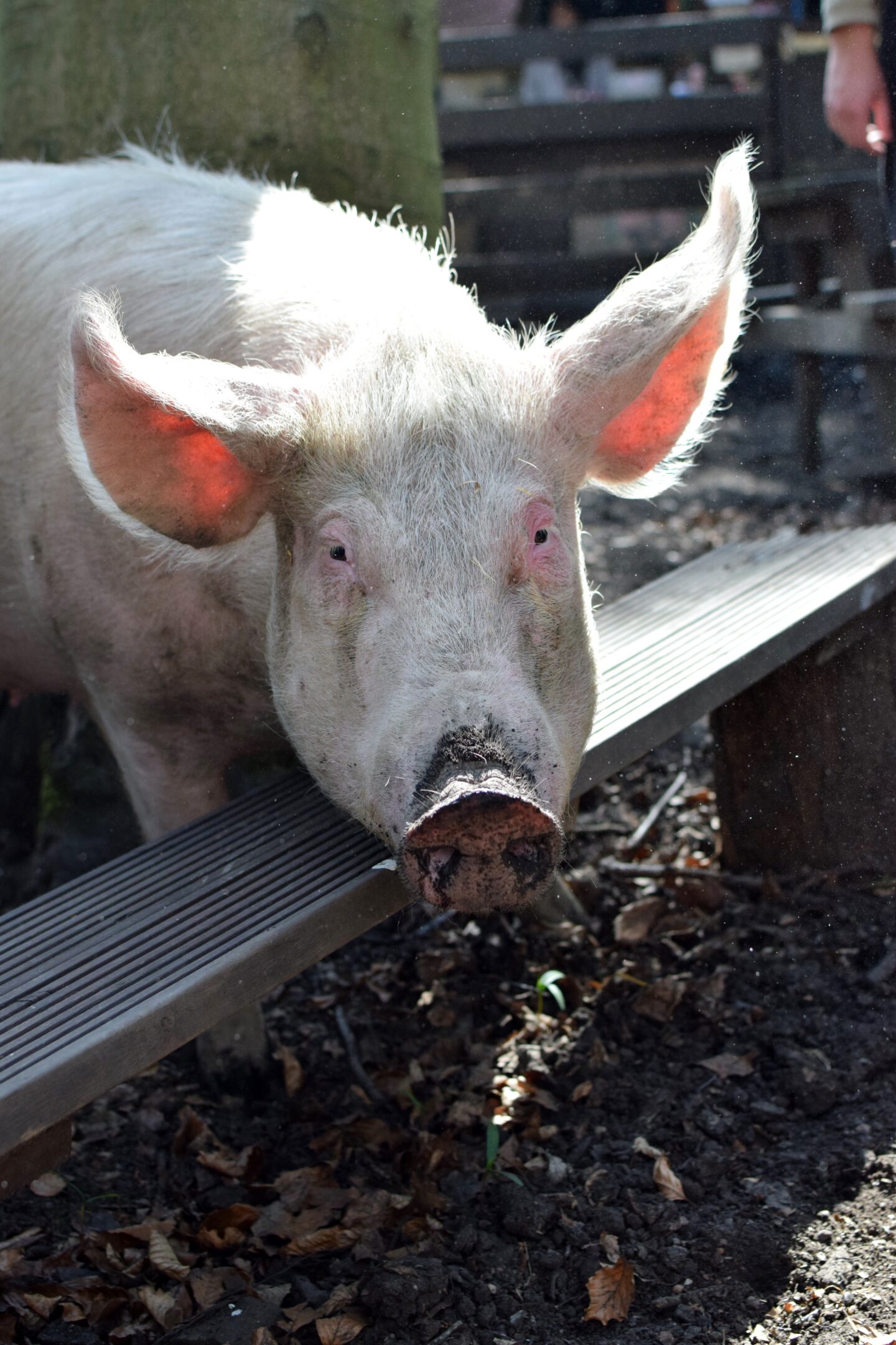 Huddersfield pig sanctuary