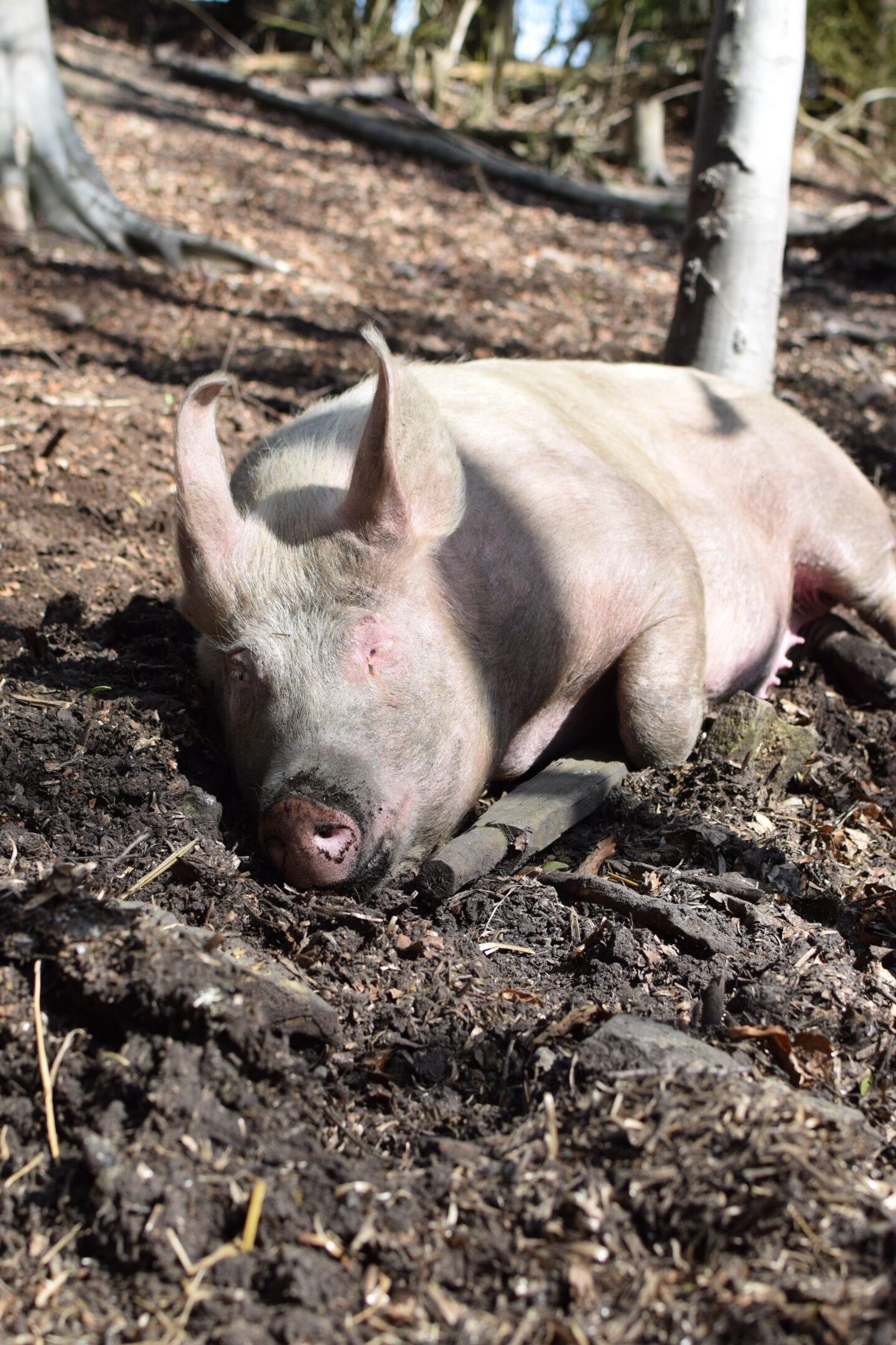 Pig in the sun