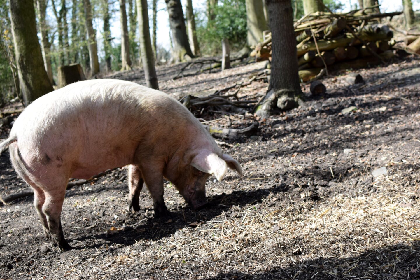 Pigs in the Wood - pig sanctuary, Huddersfield