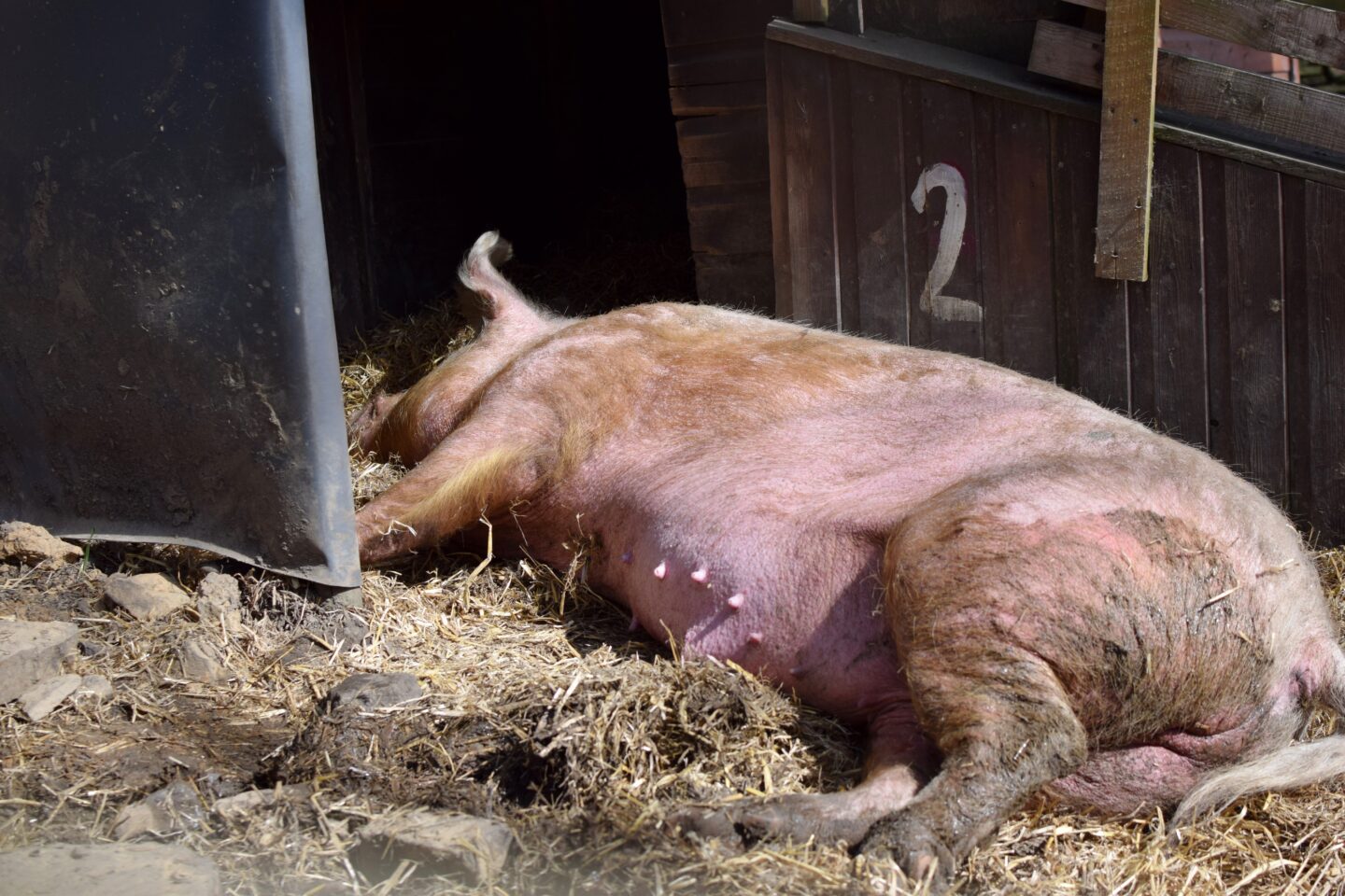 Harry Trotter sleeping in his pen