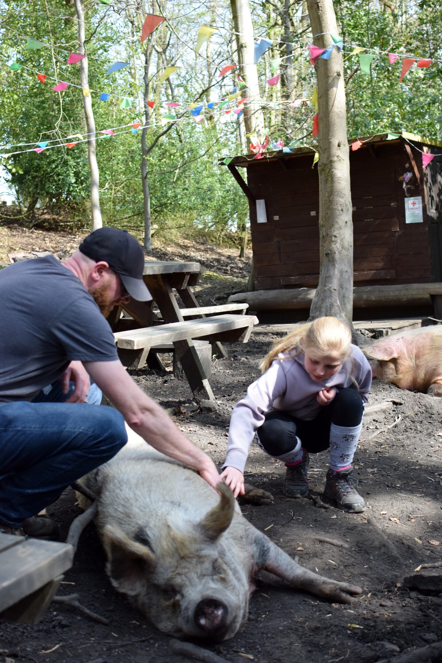 Pigs in the Wood - Dave and Amy giving Daisy pig tummy rubs
