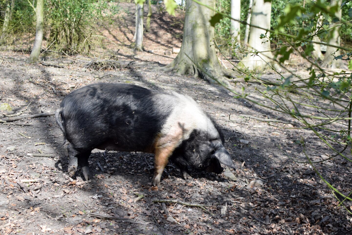 Pigs in the Wood - free roaming pig