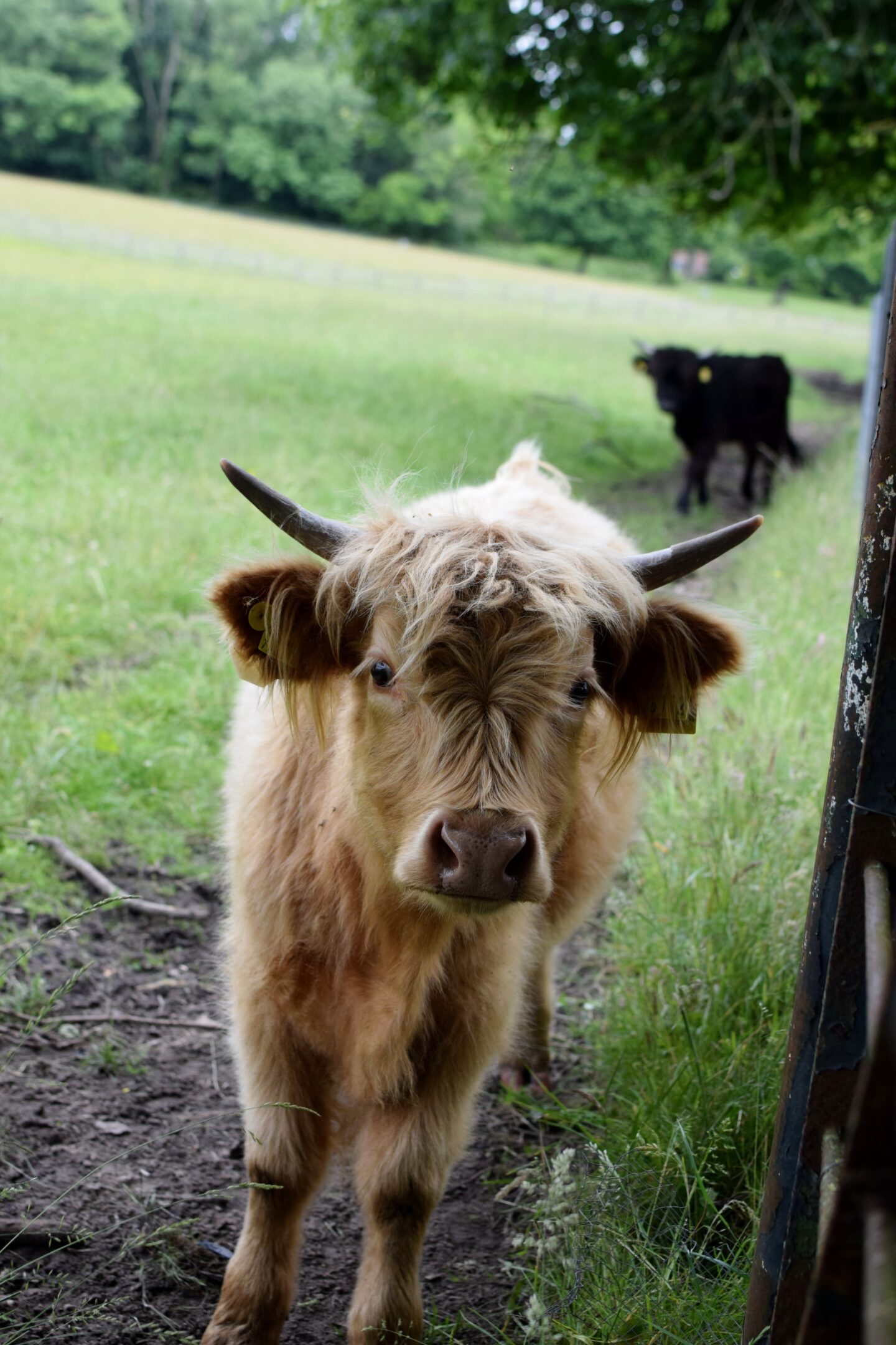 highland cow yearling in a Manchester park