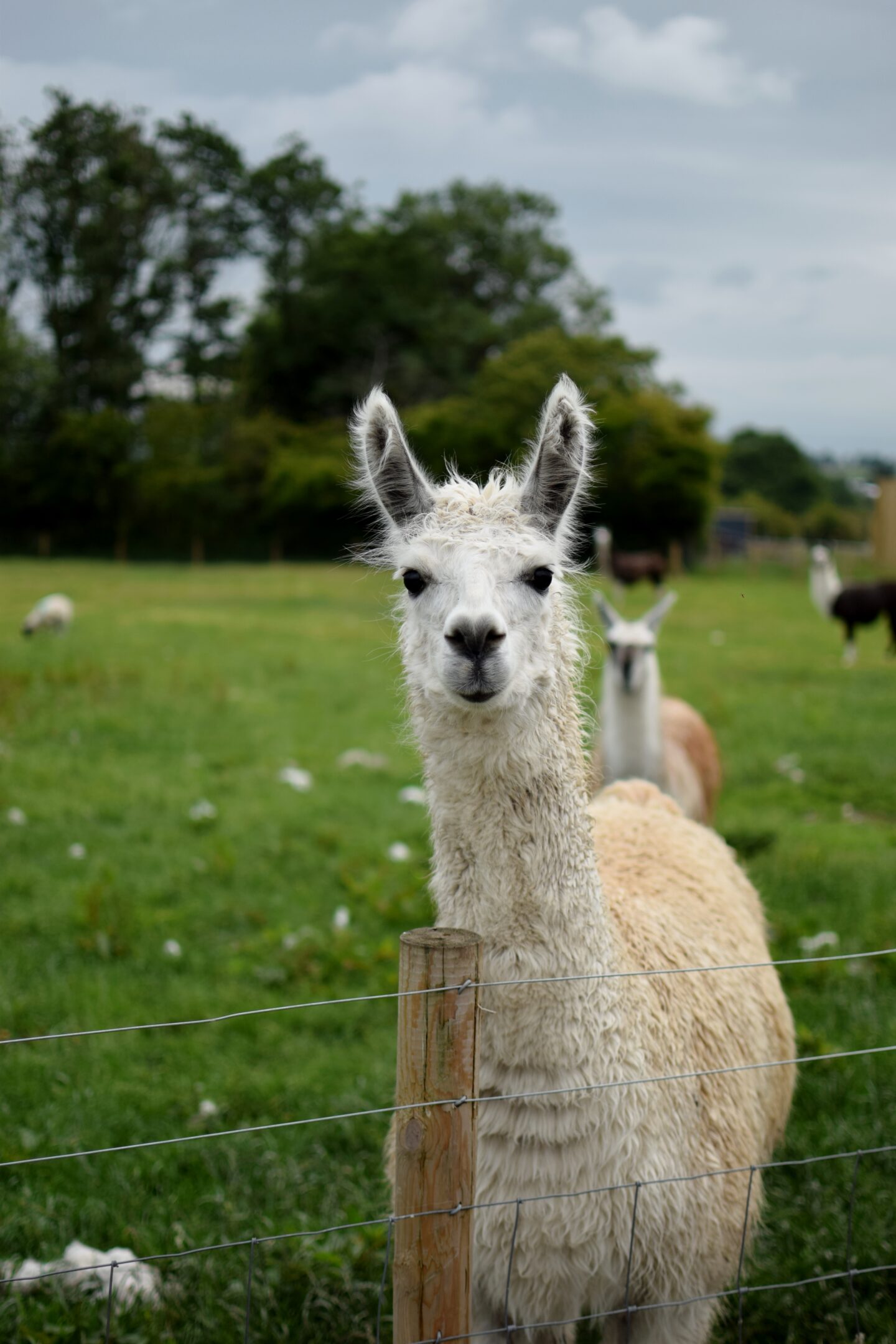 llamas at Mrs Dowsons
