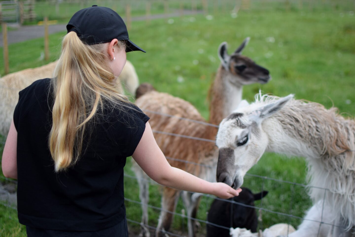 llama feeding at Mrs Dowsons