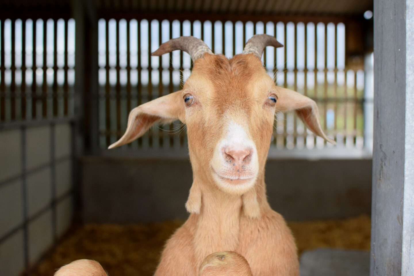 goat at Mrs Dowsons