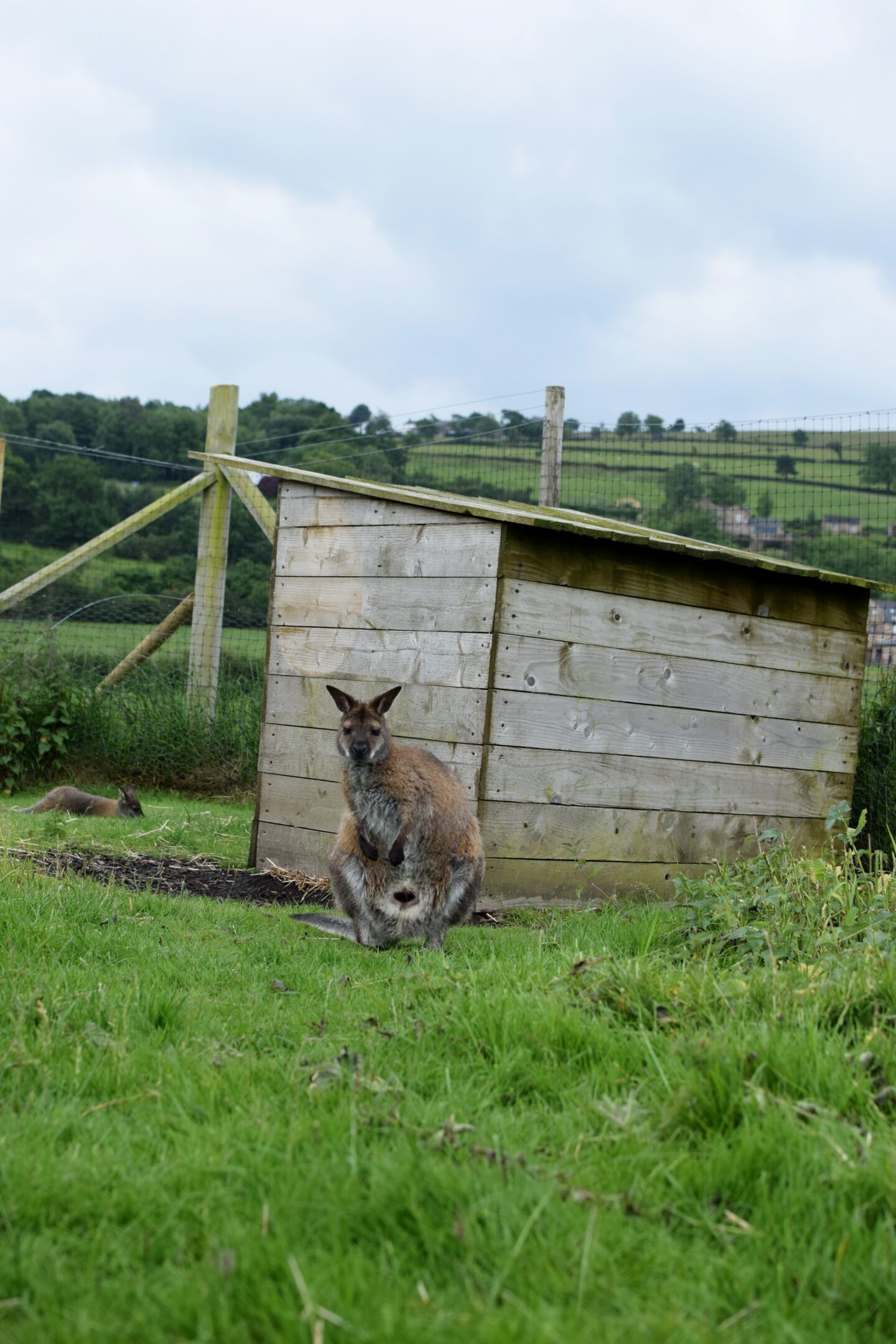 wallaby at Mrs Dowsons