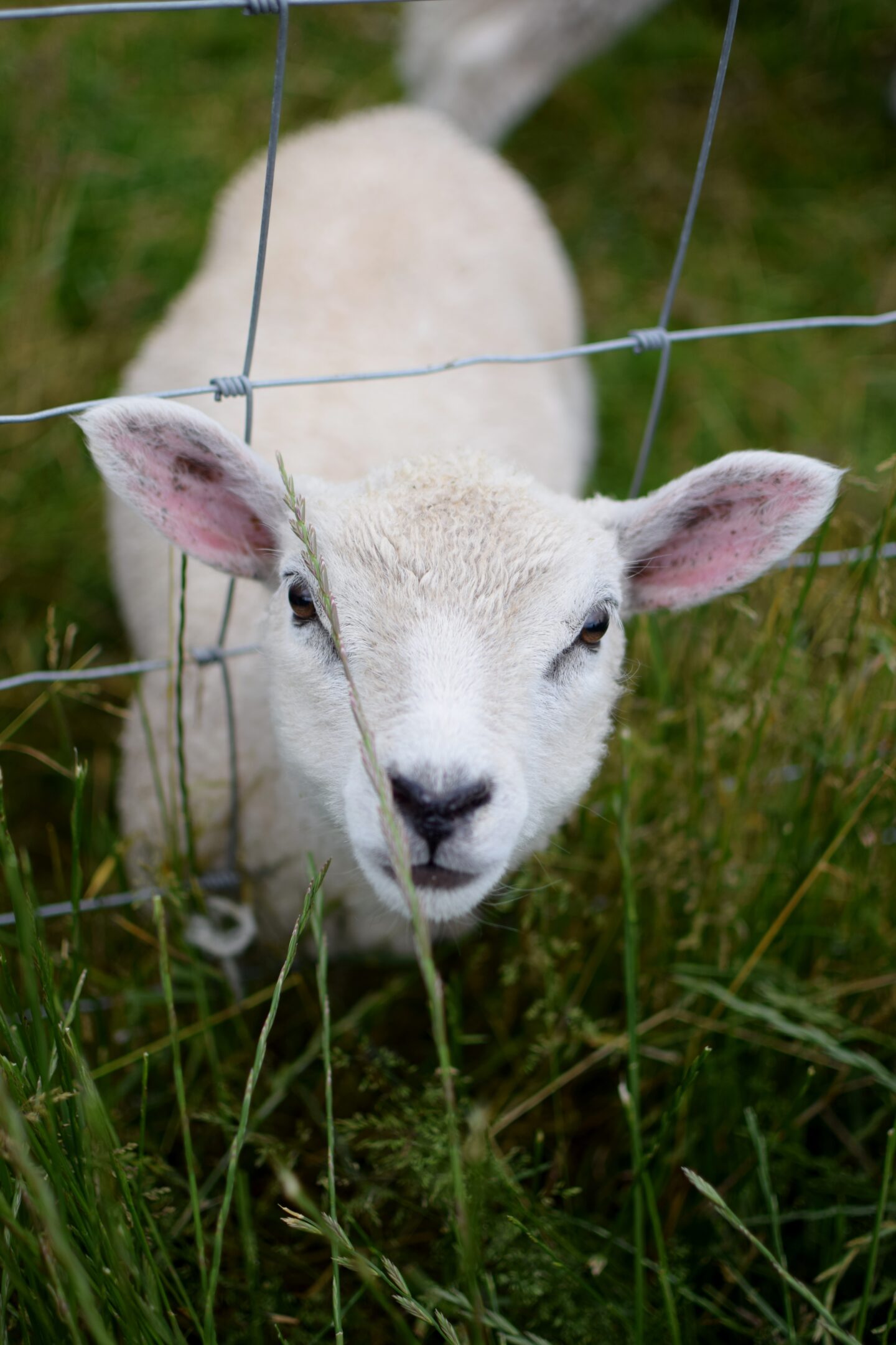 Lamb at Mrs Dowsons