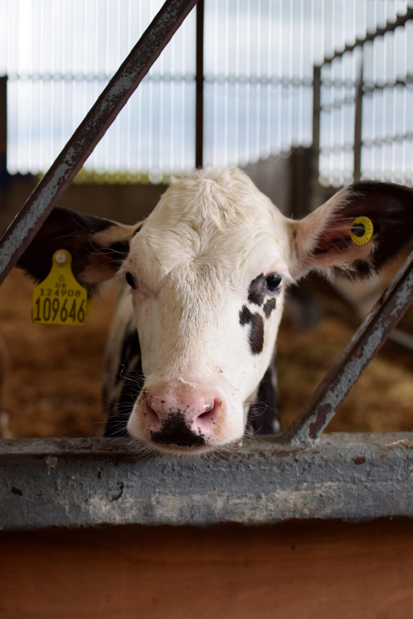 Calf at Mrs Dowsons Farm