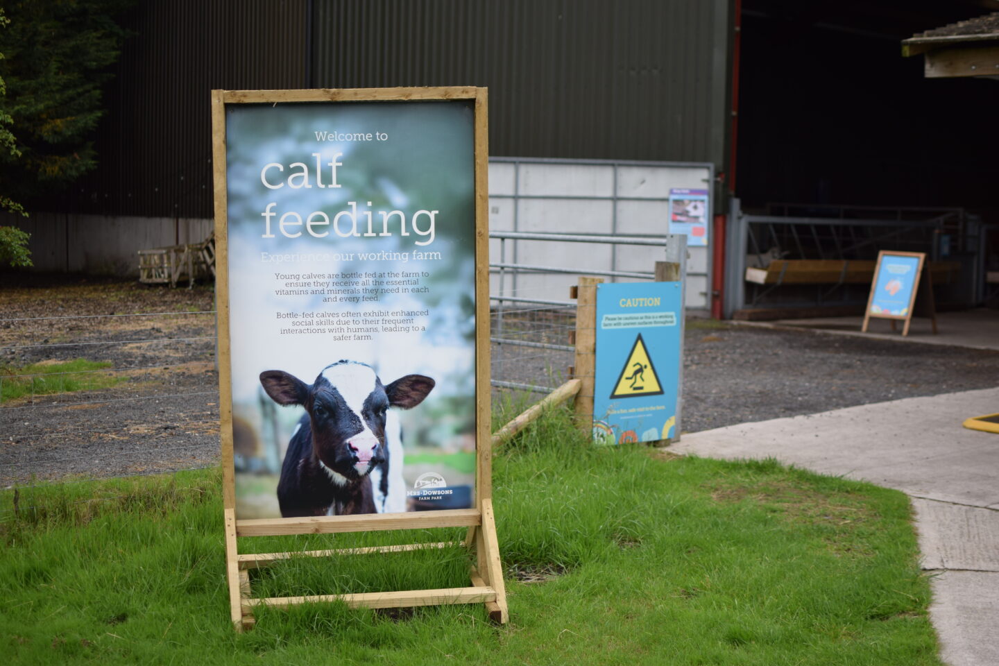 calf feeding at Mrs dowsons Farm, Blackburn