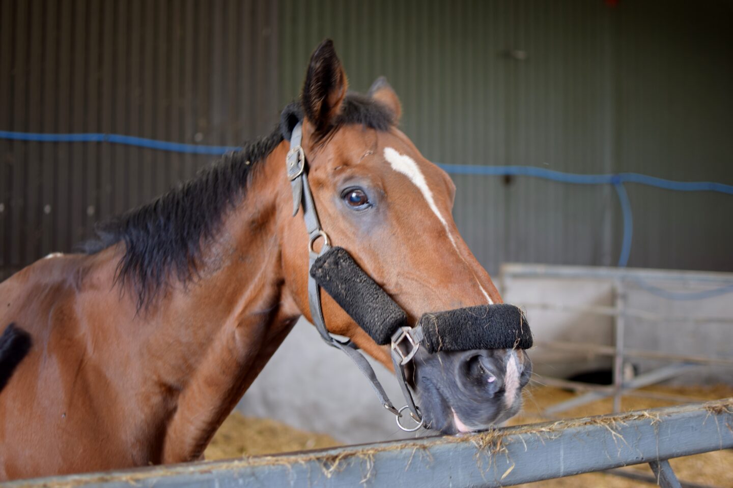 Horse at Mrs Dowsons