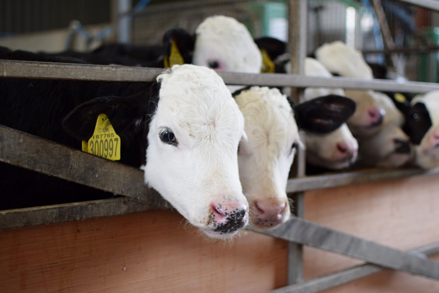 calves at Mrs Dowsons