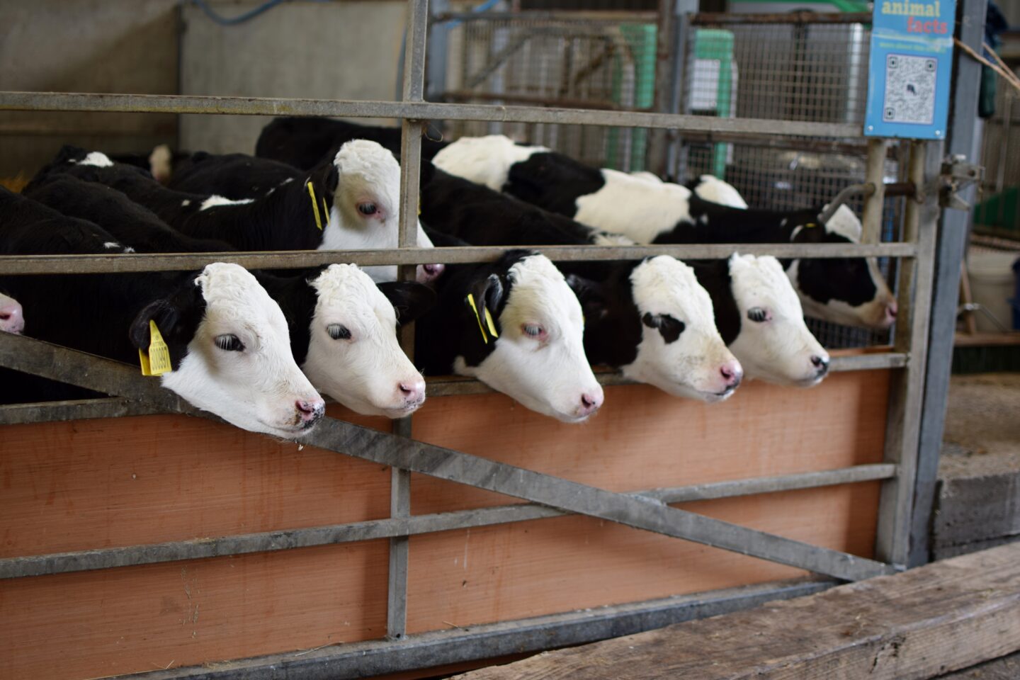 calves ready for feeding