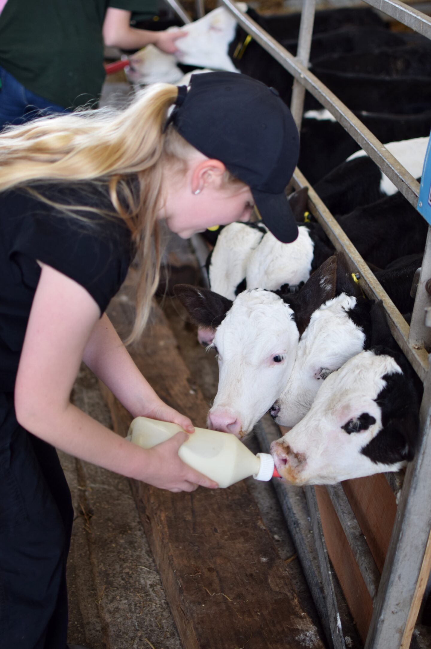 Amy bottle feeding a calf