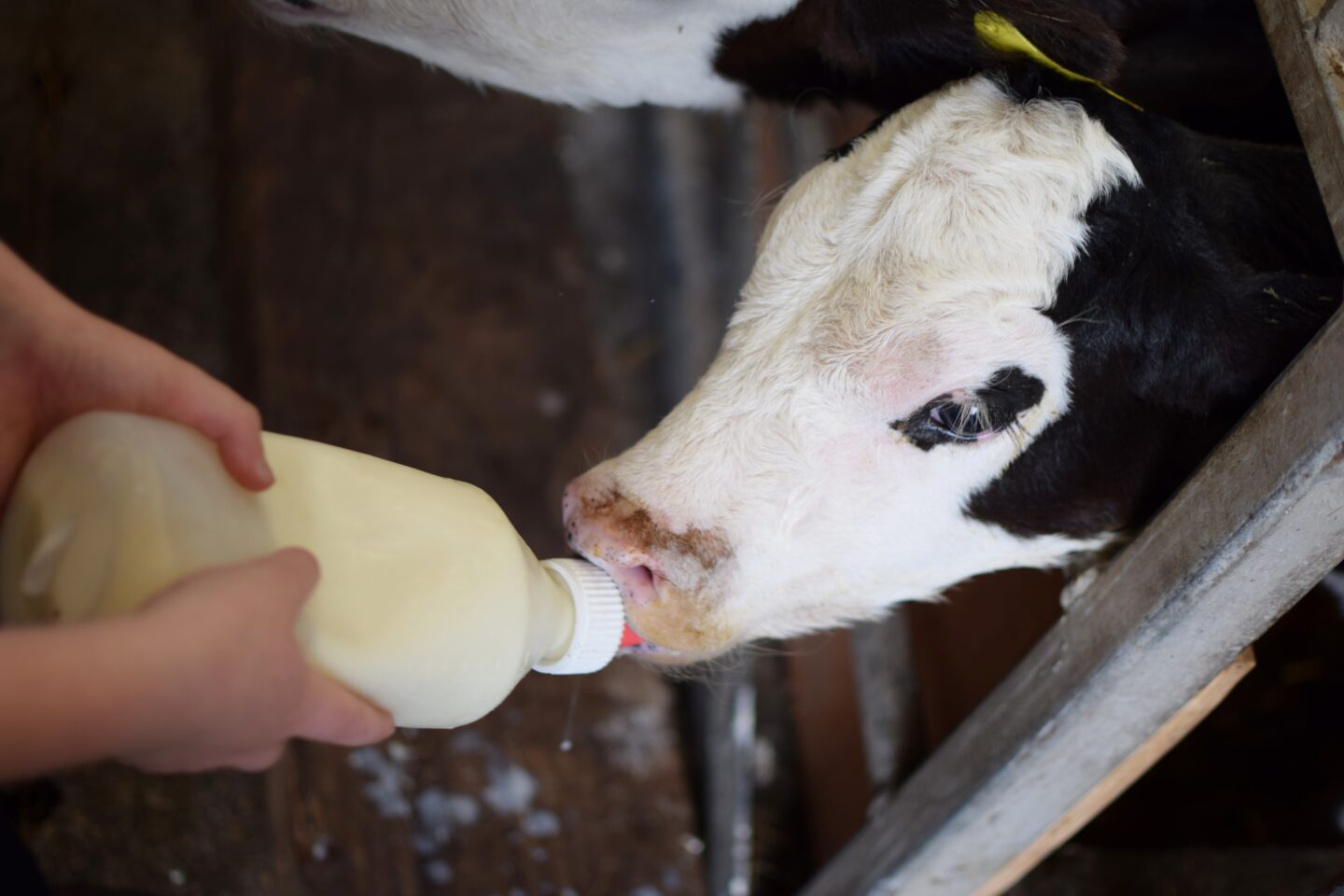 Bottle fed calf