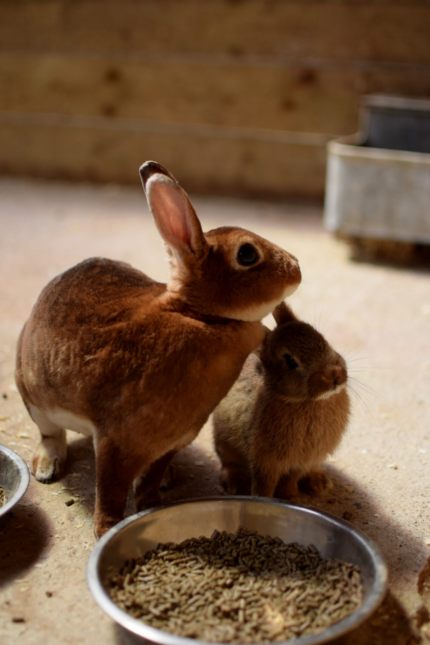 Rabbits at Mrs Dowsons