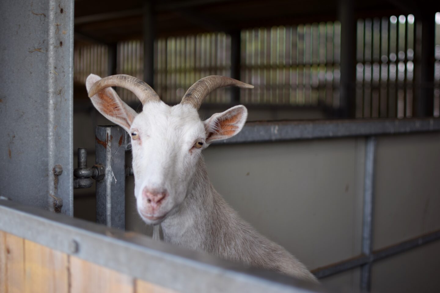 Goat peeping over the gate