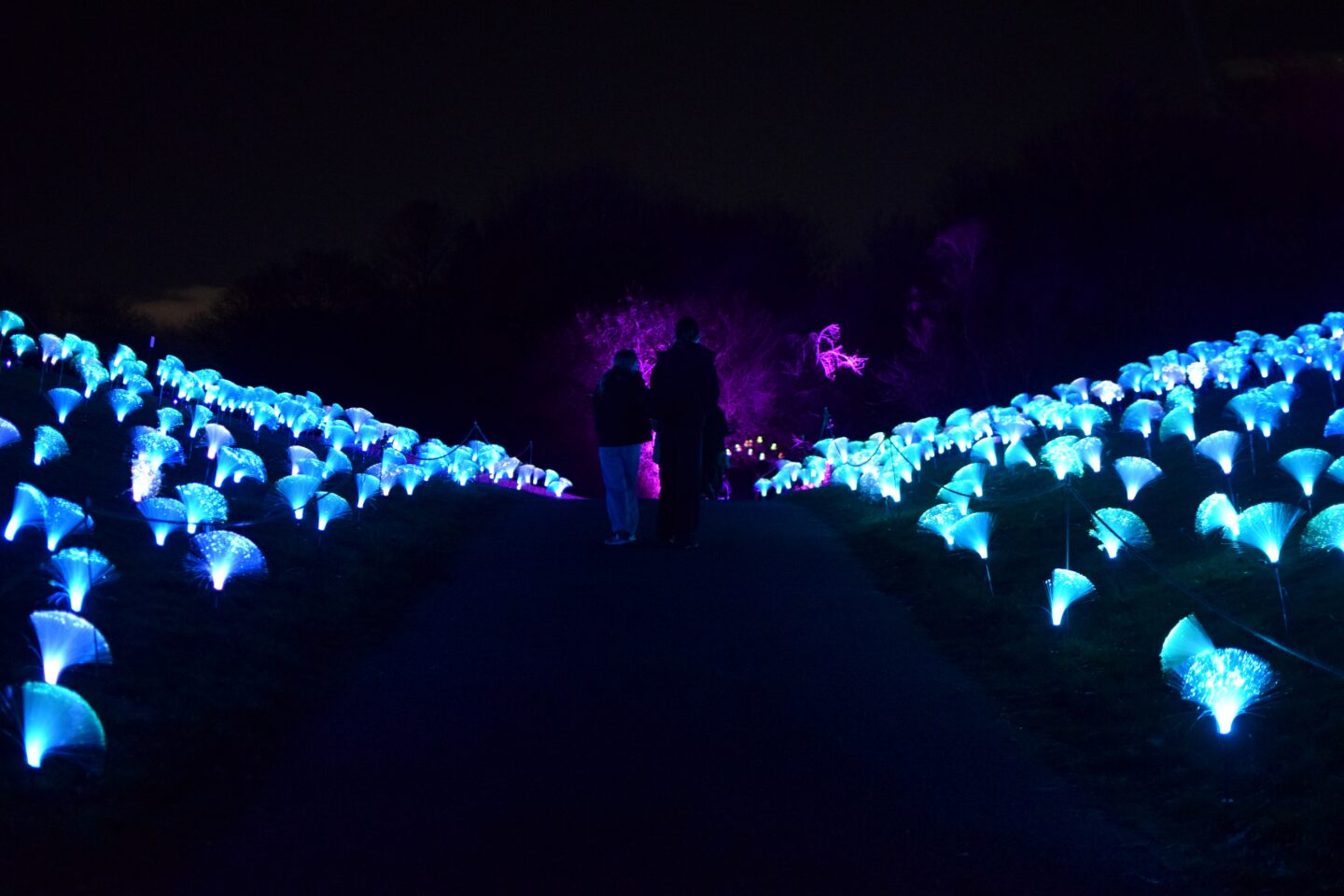 Fiber Fieds Northern Lights Manchester