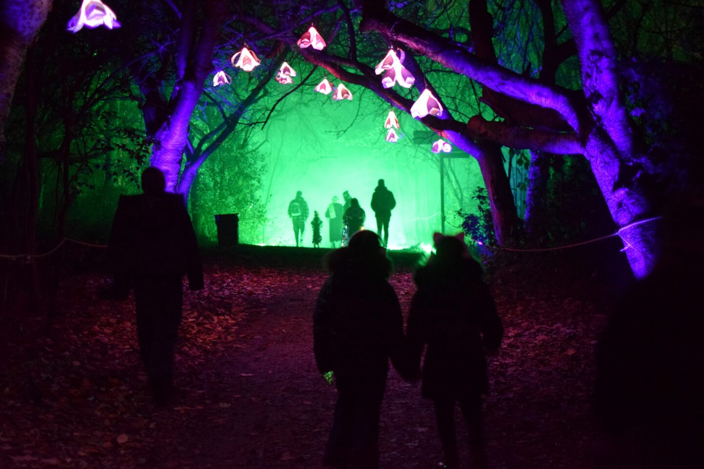 Northern Lights Manchester view from Mandora Blooms to laser garden