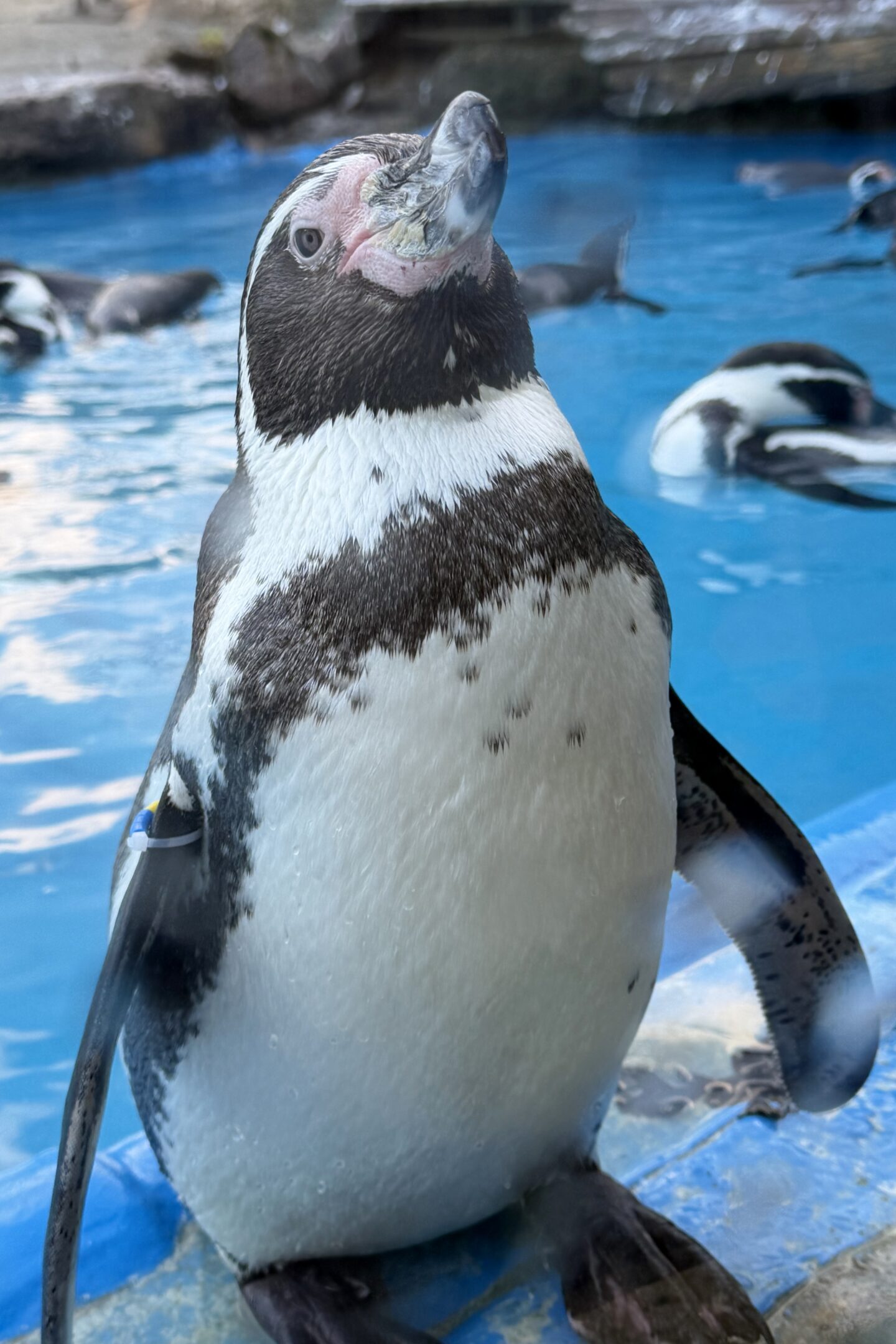 Penguin at Chessington