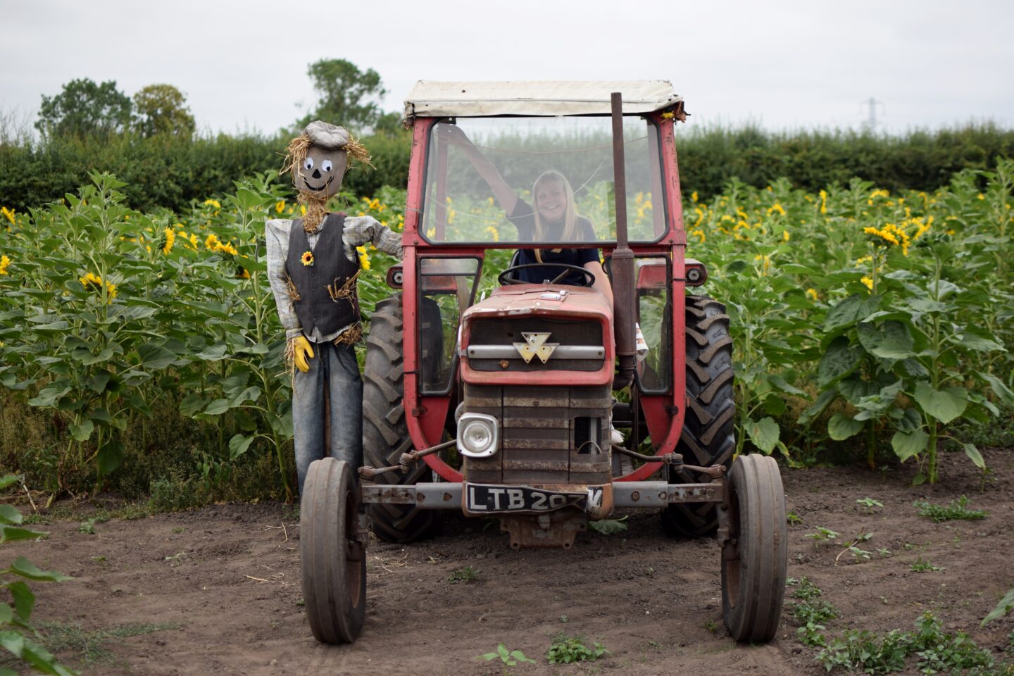 Dunham Massey Ice Cream Farm - Sunflower trail tractor
