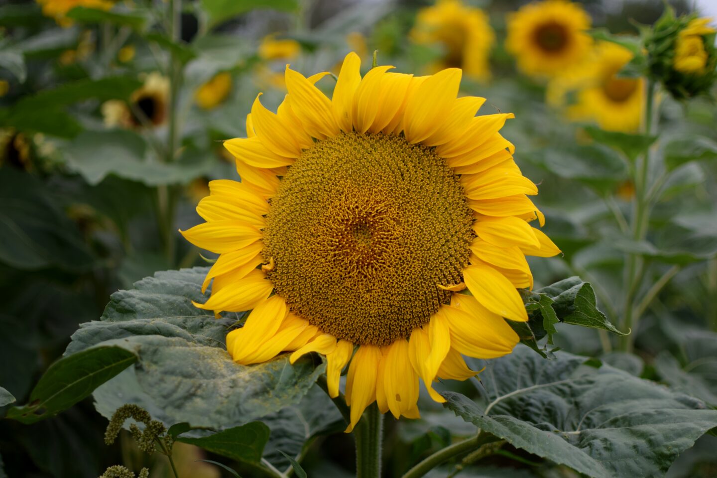 Dunham Massey Ice Cream Farm - Sunflower trail
