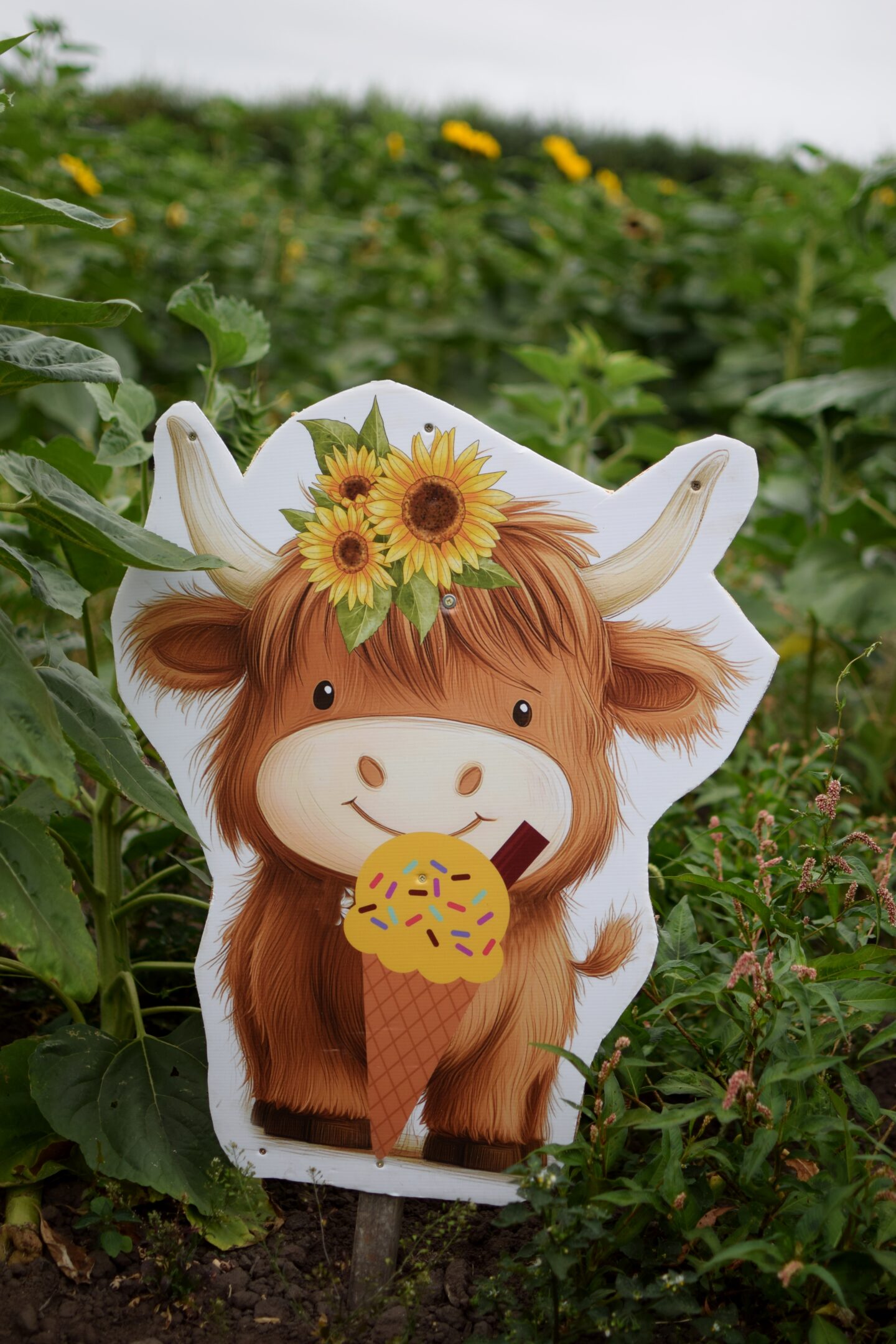 Dunham Massey Ice Cream Farm - Sunflower trail highland cow picture board