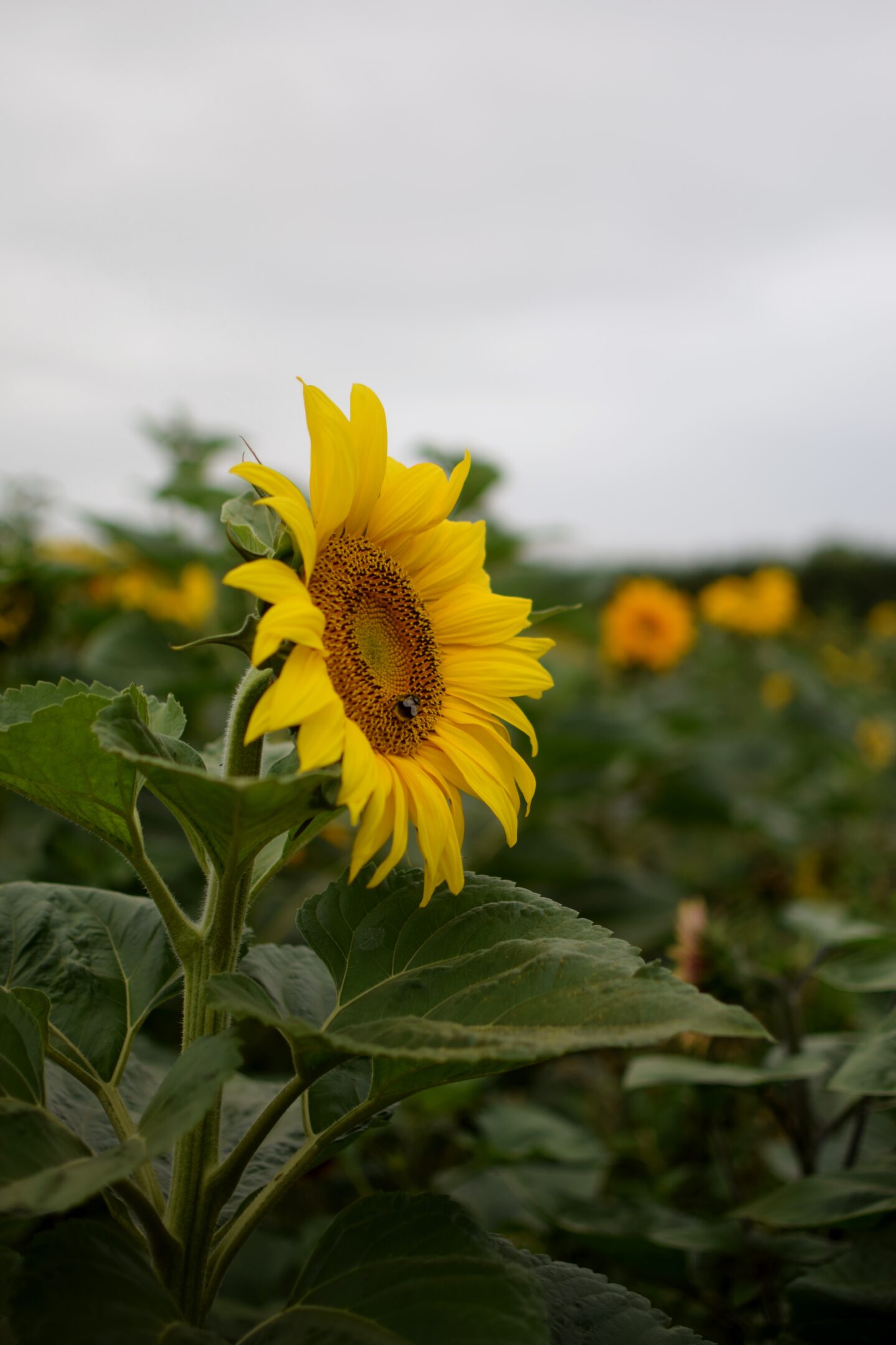 Dunham Massey Ice Cream Farm - Sunflower trail - sunflower