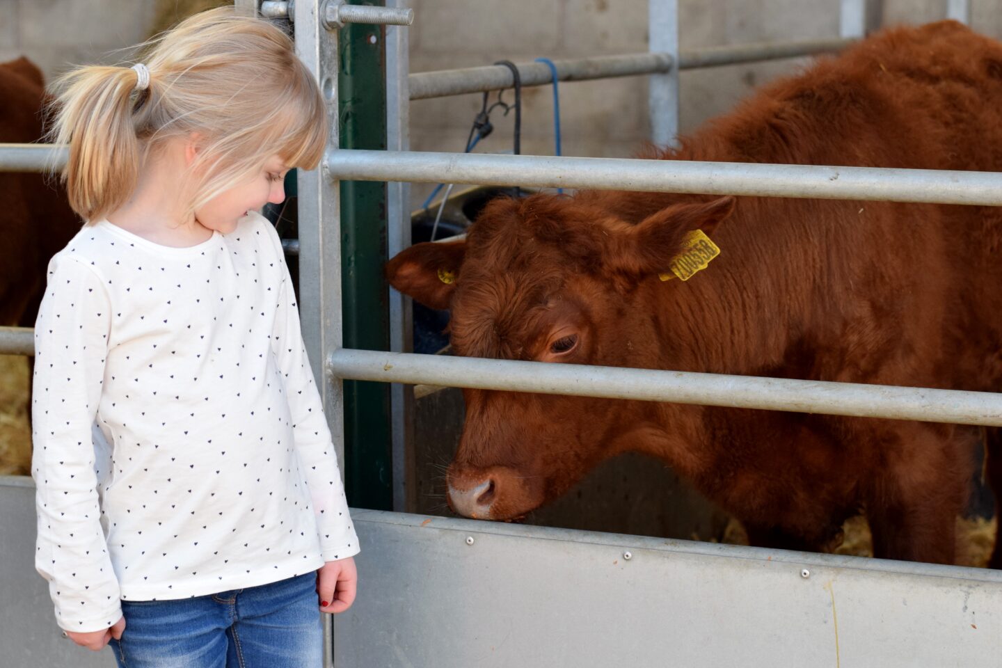 Calves at Reddish Vale Farm - things to do in the holidays