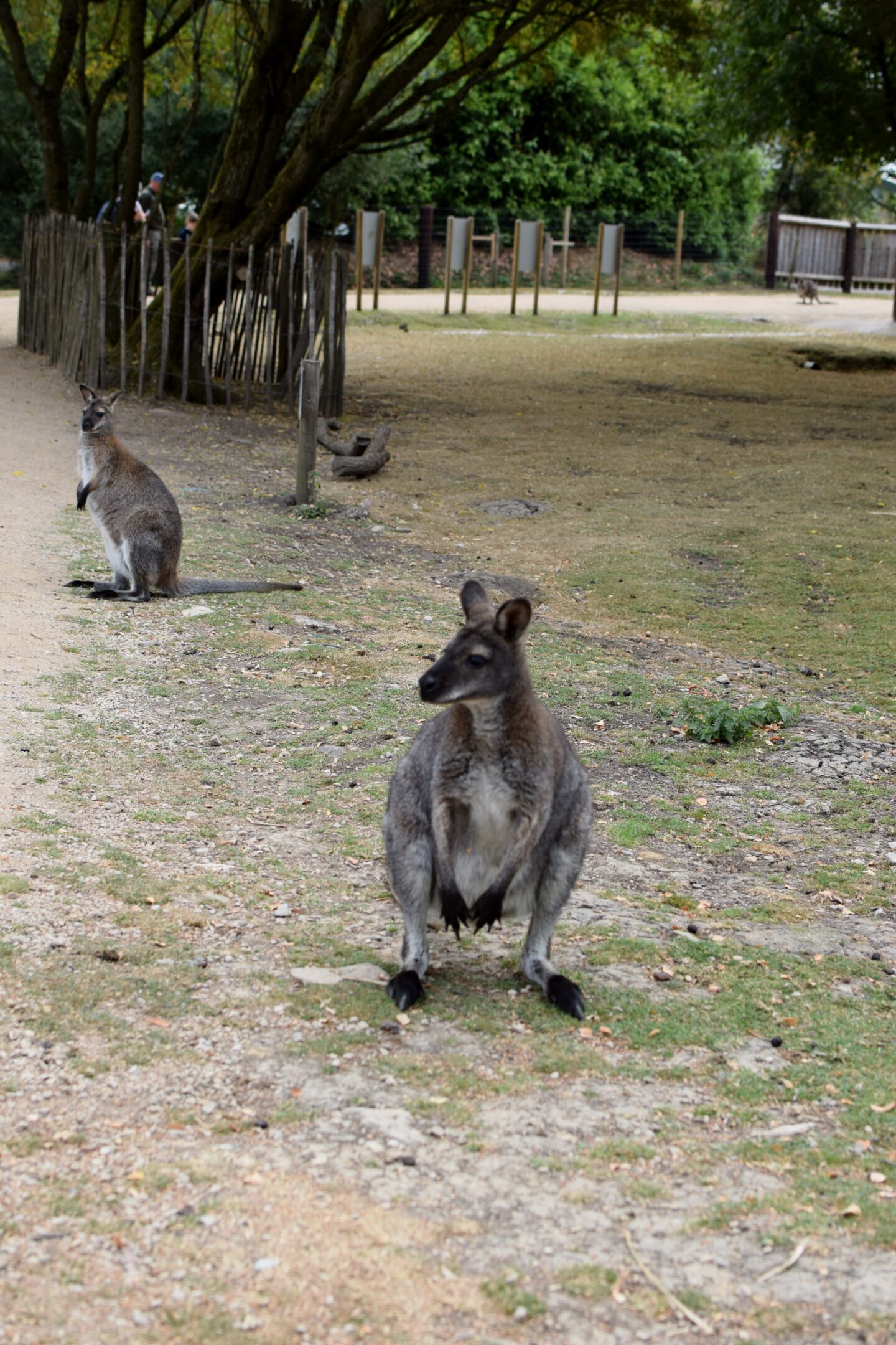 Wallabies at Peak Wildlife Park