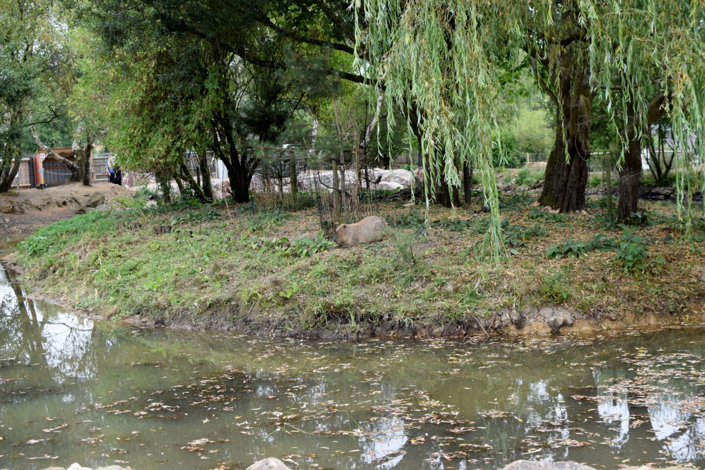 Capybara at Peak Wildlife Park