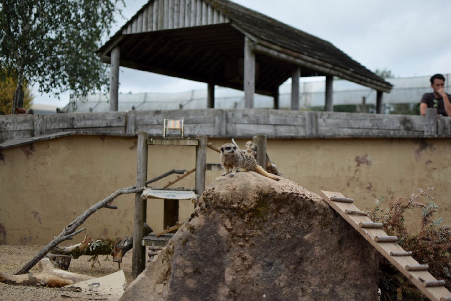 meerkat at Peak Wildlife Park