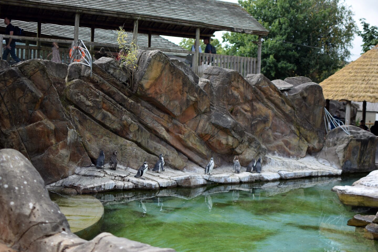 Penguins at Peak Wildlife Park