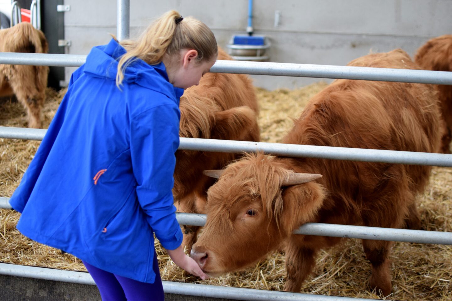 Hand feeding highland cows at Grange Farm
