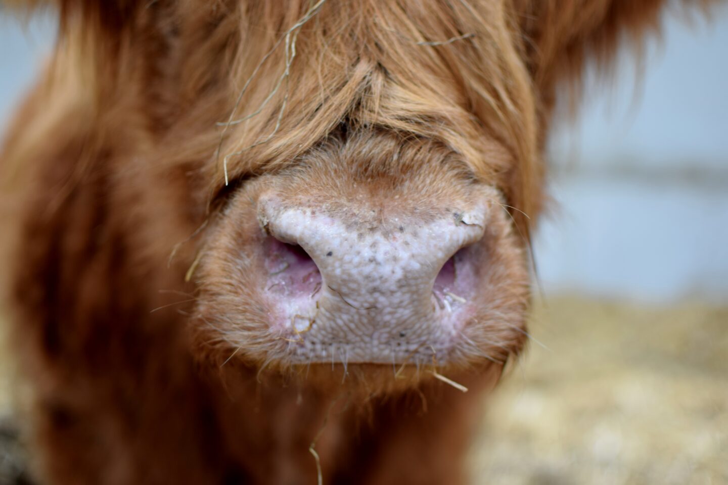 highland cow nose close up