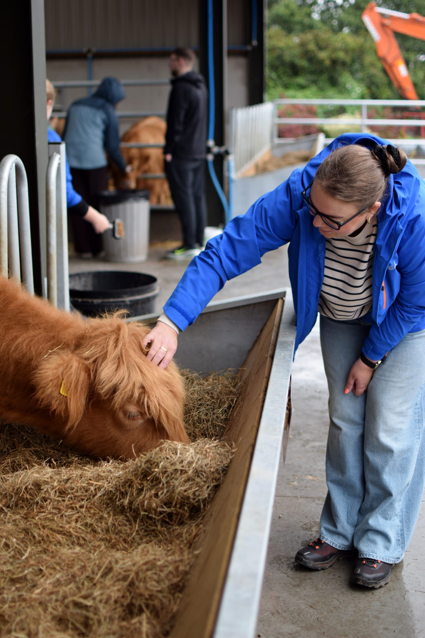 Colette stroking a highland cow baby at Grange Farm
