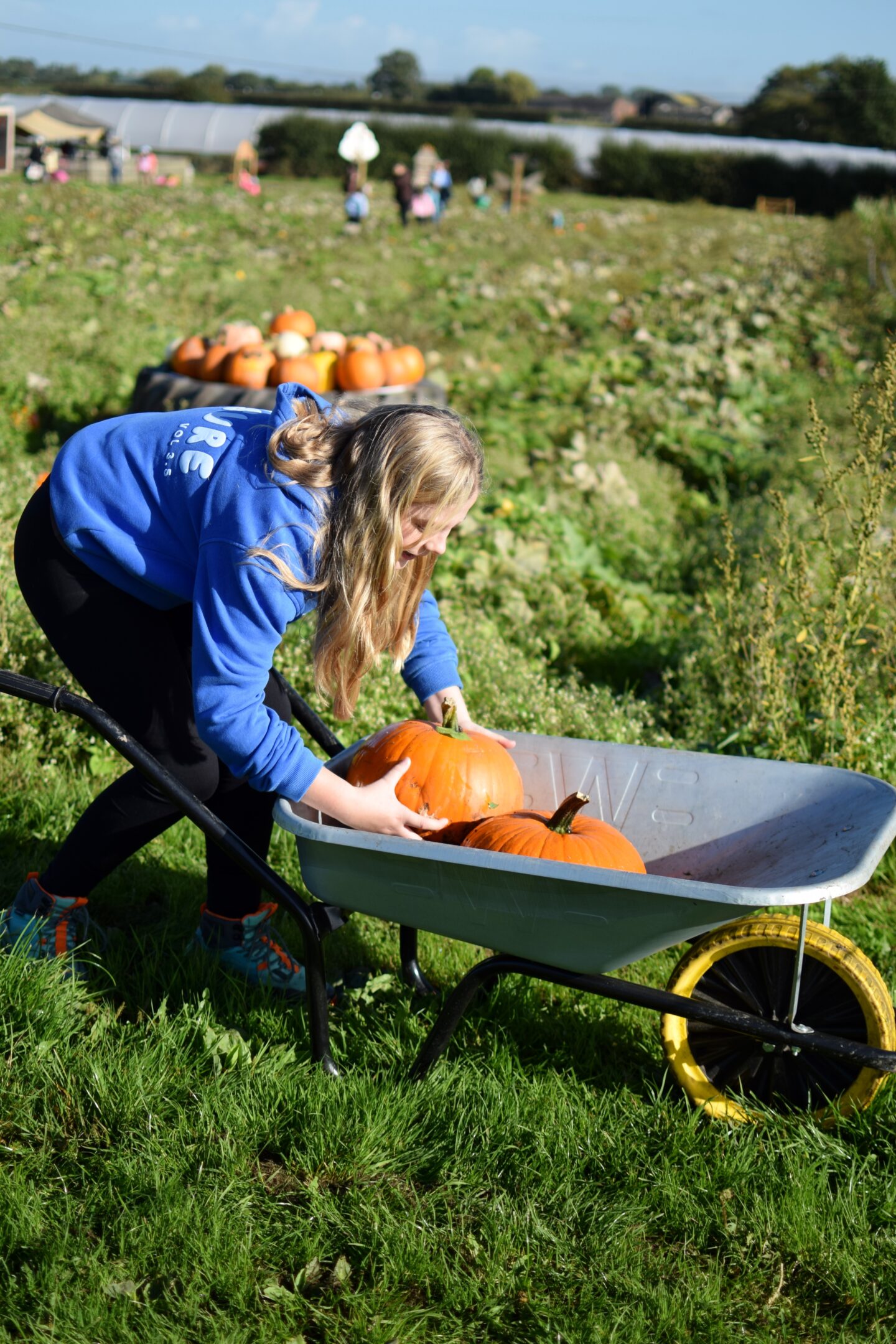 Pumpkin picking at Kenyon Hall Farm - wheelbarrow full of pumpkins